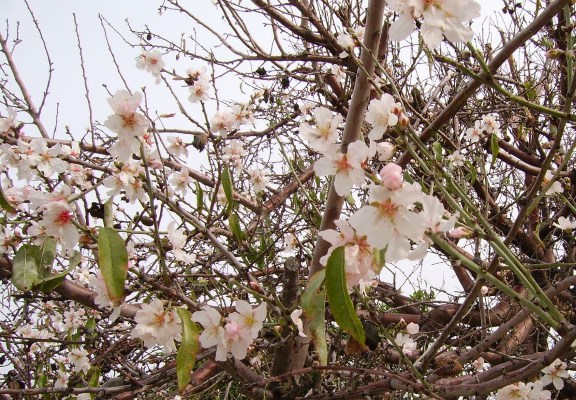 Almond-blossom